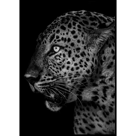 Leopard No3 Poster