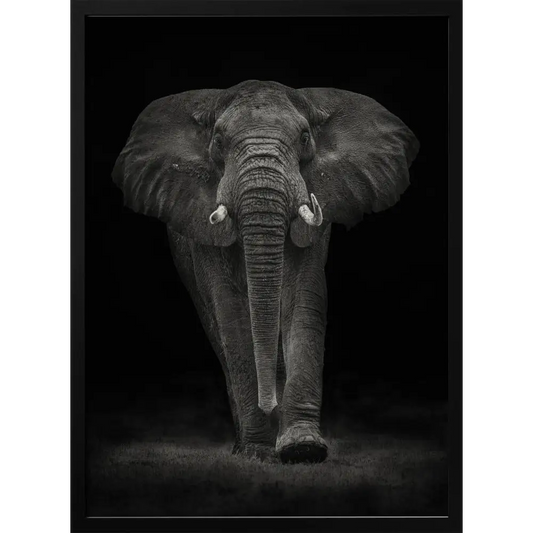 Ngorongoro Bull Poster - 1536744