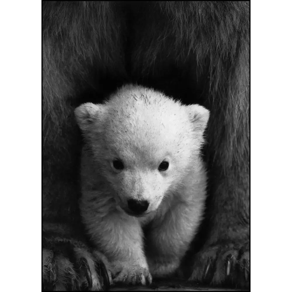 Polarbear Baby Poster